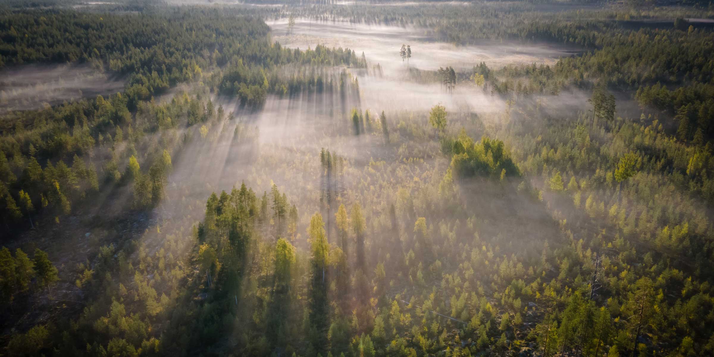 Ilmakuva usvaisesta metsästä, jonka nousevan auringon säteet valaisevat.